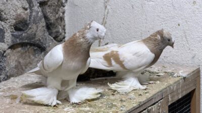 Yerköy ilçesinde yaşanan olay, ilçede ve sosyal medyada geniş yankı