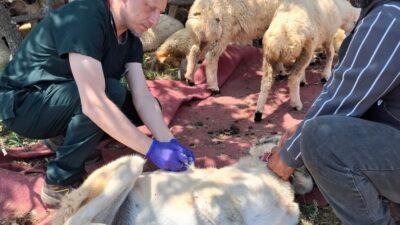 Sahipli kedi, köpek ve gelinciklerin mikroçip ile kimliklendirilmesi ve Ev