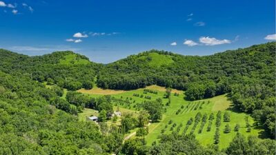 2B arazileriyle ilgili beklenen düzenleme Meclis’ten geçti. Orman vasfını yitirmiş