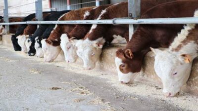 Besilik hayvan ithalatında 2026 yılına ilişkin yol haritası netleşti. Türkiye