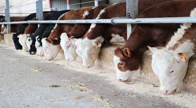 Besilik hayvan ithalatında 2026 yılına ilişkin yol haritası netleşti. Türkiye