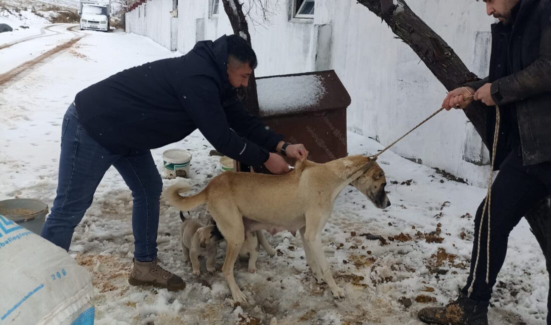 Yozgat Valiliği, 5199 sayılı Hayvanları Koruma Kanunu kapsamında il genelinde