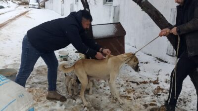 Yozgat Valiliği, 5199 sayılı Hayvanları Koruma Kanunu kapsamında il genelinde