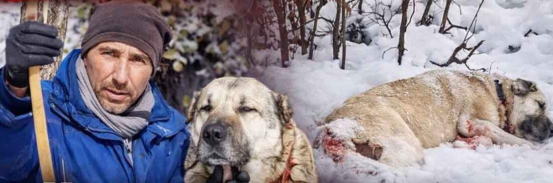 Akdağmadeni ilçesine bağlı Kuşkayası Köyü’nde çobanlık yapan Erol Taştan’a ait