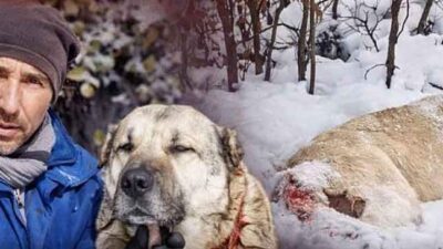 Akdağmadeni ilçesine bağlı Kuşkayası Köyü’nde çobanlık yapan Erol Taştan’a ait