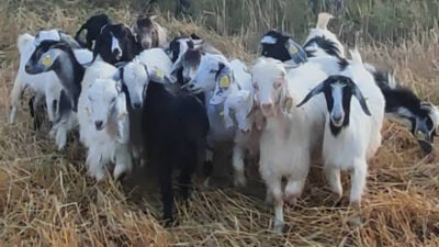 Yozgat İl Tarım ve Orman Müdürlüğü, küçükbaş hayvancılığın geliştirilmesi ve