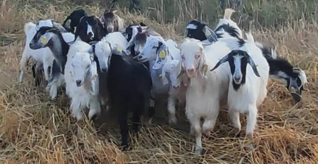 Yozgat İl Tarım ve Orman Müdürlüğü, küçükbaş hayvancılığın geliştirilmesi ve