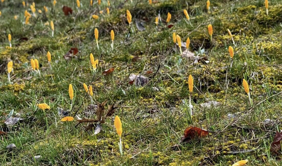 Yozgat’ta baharın müjdecisi olarak bilinen çiğdemler, toprağın uyanmasıyla birlikte yeniden