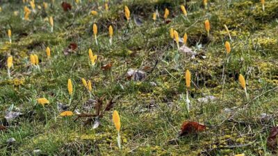 Yozgat’ta baharın müjdecisi olarak bilinen çiğdemler, toprağın uyanmasıyla birlikte yeniden