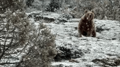 Yozgat’ın Çayıralan ilçesine bağlı Avşaralanı Köyü, etkili olan kar yağışıyla