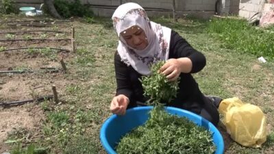 Yozgat’ta ilkbaharın kendini hissettirmesiyle birlikte, kentin yöresel lezzetleri arasında önemli