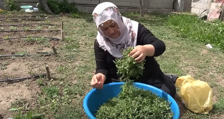 Yozgat’ta ilkbaharın kendini hissettirmesiyle birlikte, kentin yöresel lezzetleri arasında önemli