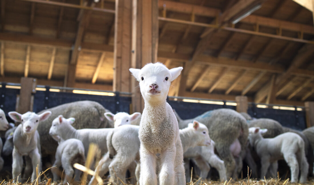 Yozgat Valisi Mehmet Ali Özkan, Tarım ve Orman Bakanlığı tarafından