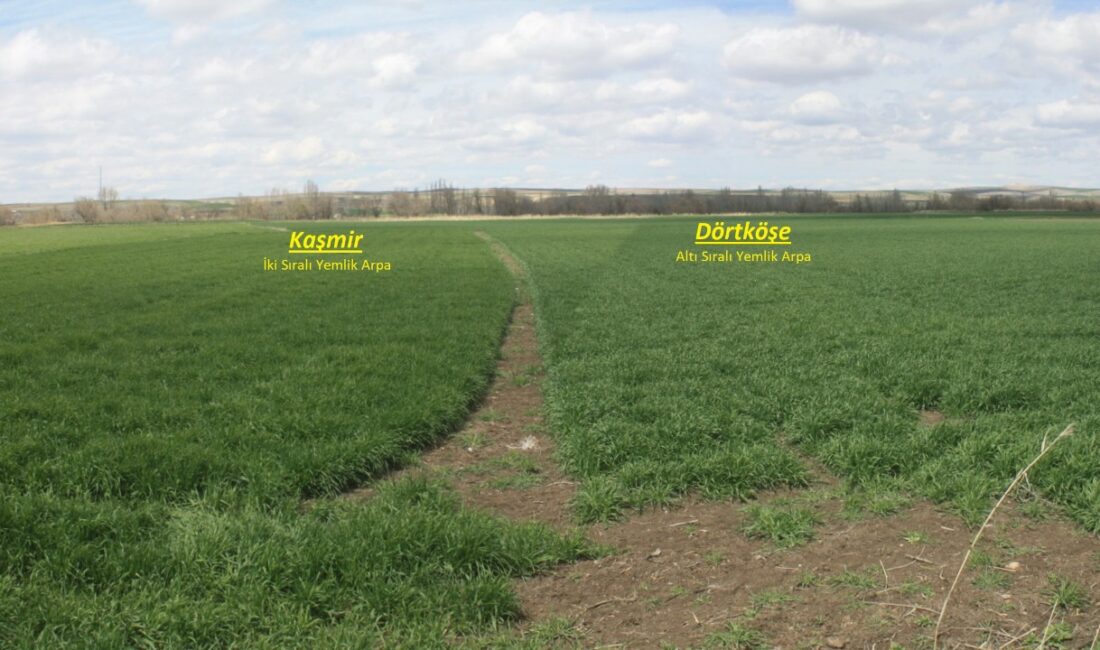 Yozgat İl Tarım ve Orman Müdürlüğü, il genelinde yerli ve