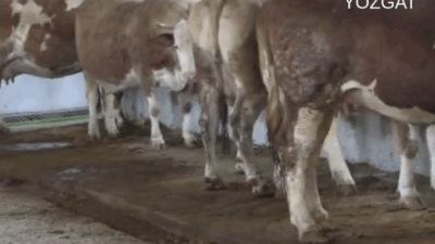 Tarım ve Orman Bakanlığı’nın 16. Etap Kırsal Kalkınma Yatırımları (Altyapı