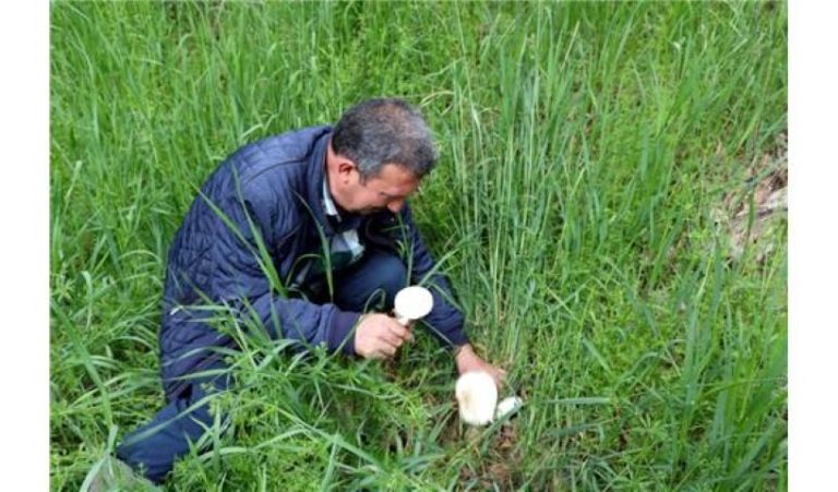Yozgat’ta bahar mevsiminin gelmesiyle birlikte doğada kendiliğinden yetişen mantarlara karşı
