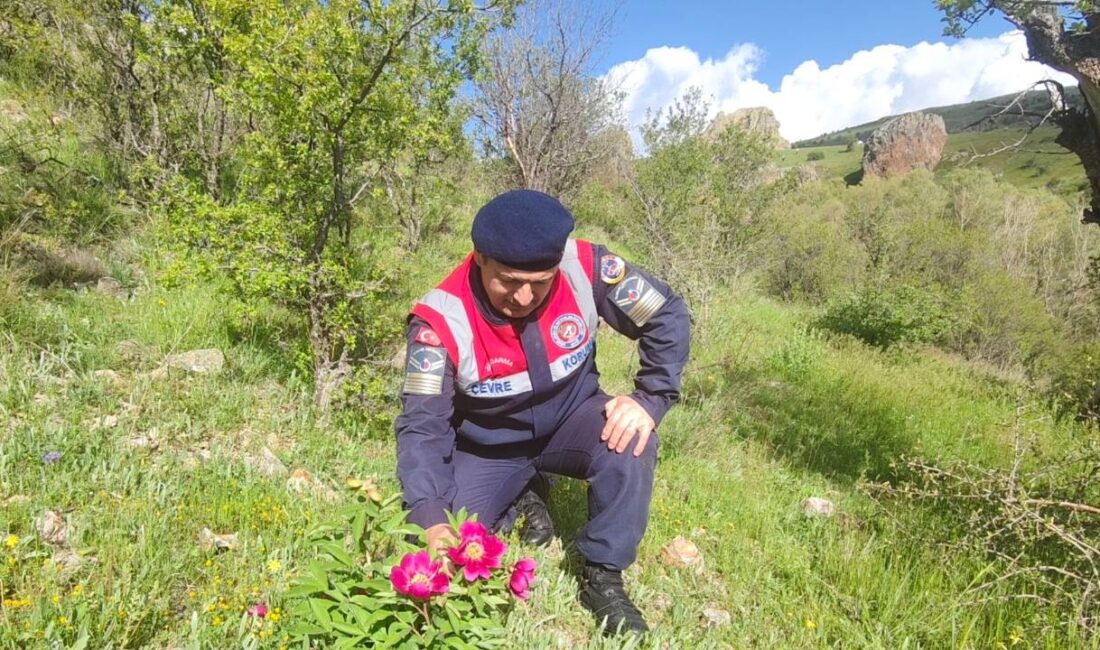 Yozgat’ta doğal hayatın korunmasına yönelik çalışmalar aralıksız sürerken, endemik bitki